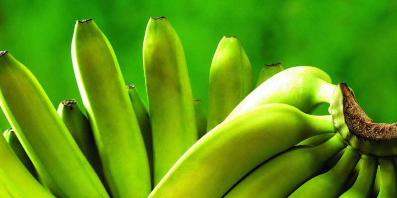 Benefícios da banana verde